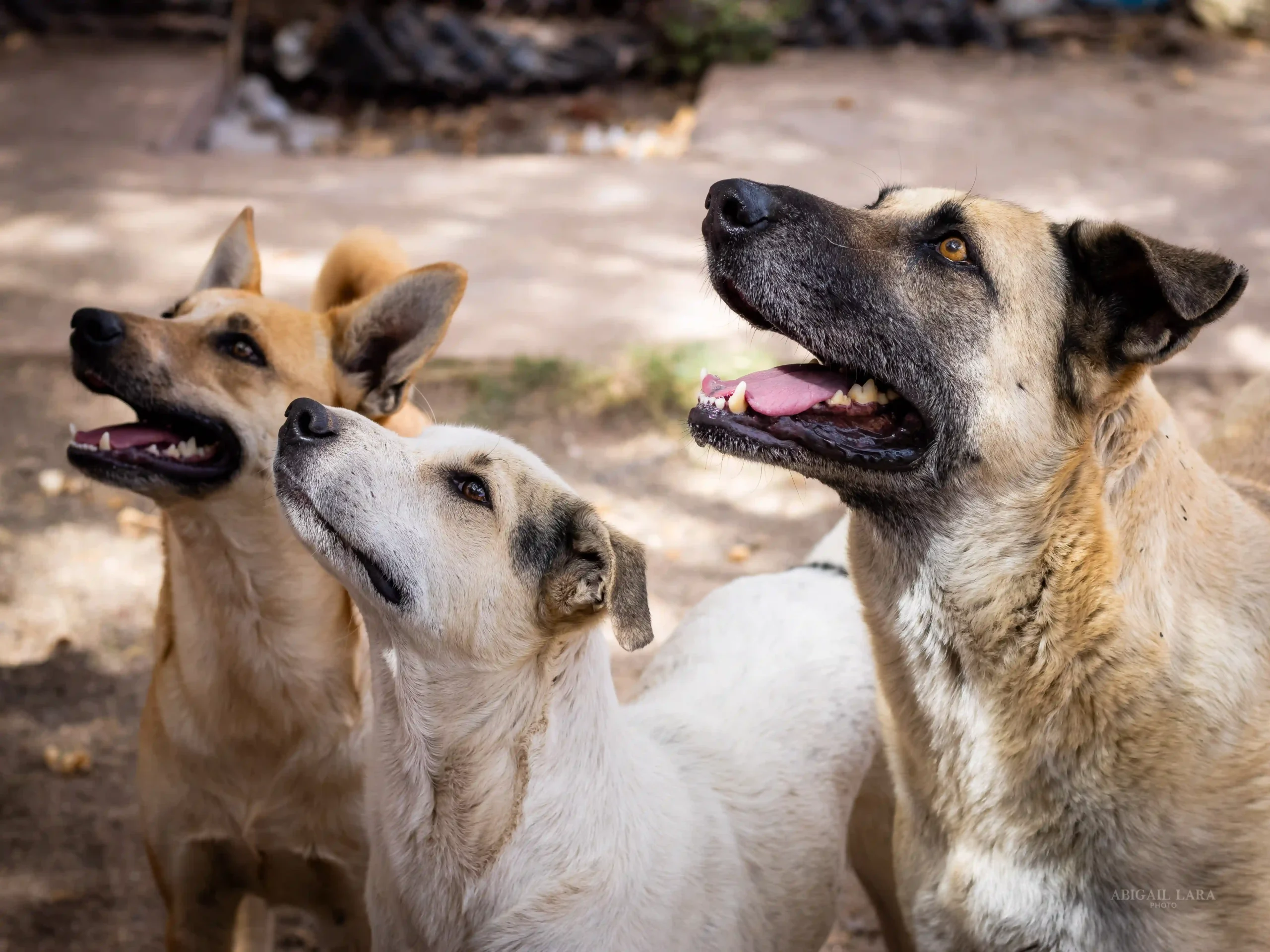 Perritos del refugio Milagro Canino de Navojoa